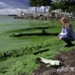 Cyanobactéries. (Photo: Greenpeace)