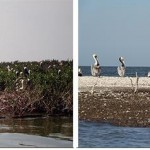 L'île-aux-chats affectée par le déversement de pétrole de BP. (Photo: CC)