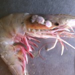 Déformations, mutations et cancers chez crevettes, poissons et crabes, liés au déversement dans le Golfe du Mexique. (Photo: inconnu)